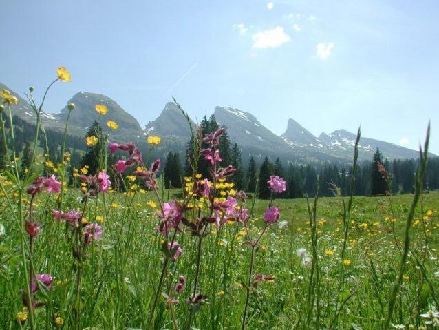 Hotel Hirschen Alt St. Johann 外观 照片